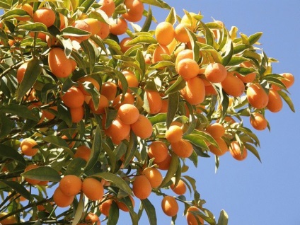 Saw Palmetto - hasznos tulajdonságai a gyümölcsök és ellenjavallatok