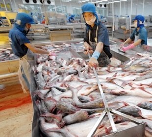 Pangasius káros vagy hasznos, hogyan kell főzni