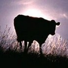 Fodrász szolgáltatások a ház (7669 Tartózkodási hely: Magyarország) Fodrászati szolgáltatások otthon