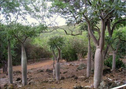 Pachypodium (Pachypodium) (Pachypodium) Pachypodium (Pachypodium)