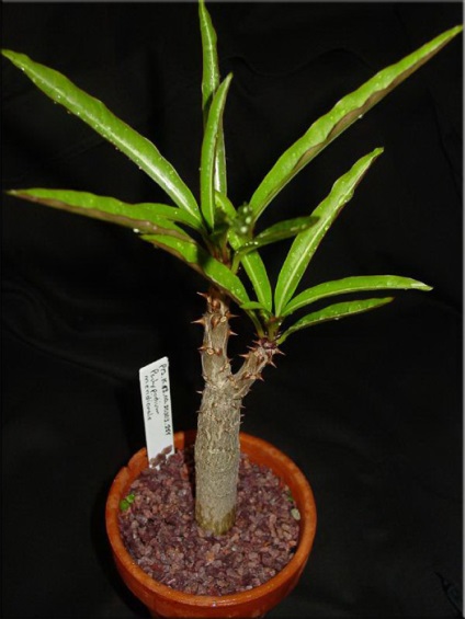 Pachypodium (Pachypodium) (Cactus Pachypodium) Pachypodium (Pachypodium)