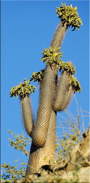 Pachypodium (Pachypodium) (Cactus Pachypodium) Pachypodium (Pachypodium)