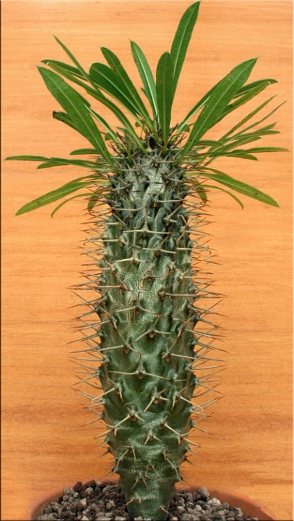 Pachypodium (Pachypodium) (Pachypodium betegség) Pachypodium (Pachypodium)