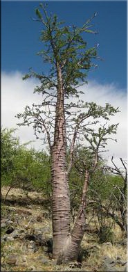 Pachypodium (Pachypodium) (Pachypodium) Pachypodium (Pachypodium)