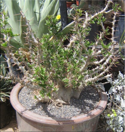 Pachypodium (Pachypodium) (Cactus Pachypodium) Pachypodium (Pachypodium)