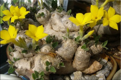 Pachypodium (Pachypodium) (Pachypodium megtekintés) Pachypodium (Pachypodium)