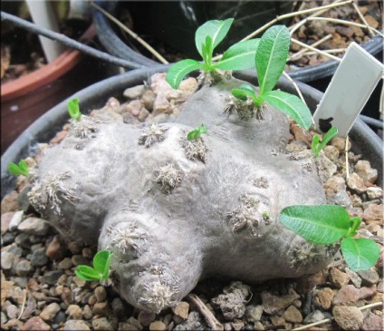 Pachypodium (Pachypodium) (a magasság a vastag tüskés törzse) Pachypodium (Pachypodium)