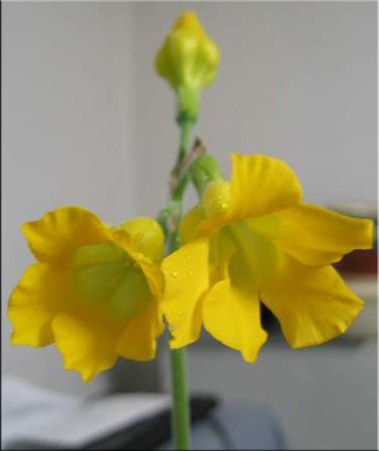 Pachypodium (Pachypodium) (a magassága a vastag tüskés) Pachypodium (Pachypodium)