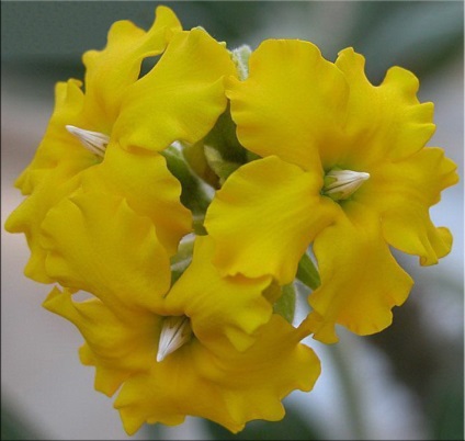 Pachypodium (Pachypodium) (Cactus Pachypodium) Pachypodium (Pachypodium)