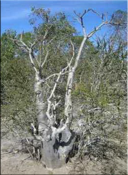 Pachypodium (Pachypodium) (Pachypodium) Pachypodium (Pachypodium)