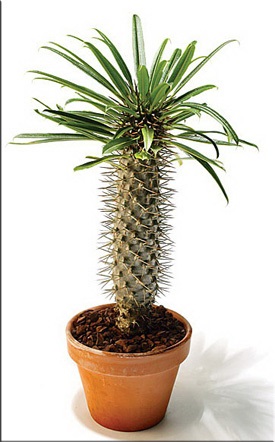 Pachypodium (Pachypodium) (Pachypodium fotó) Pachypodium (Pachypodium)