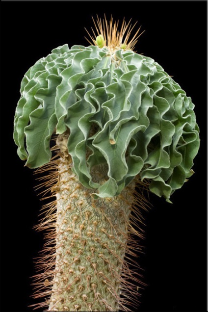 Pachypodium (Pachypodium) (Pachypodium transzplantáció) Pachypodium (Pachypodium)
