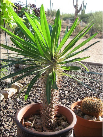 Pachypodium (Pachypodium) (Pachypodium) Pachypodium (Pachypodium)