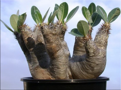 Pachypodium (Pachypodium) (Pachypodium transzplantáció) Pachypodium (Pachypodium)