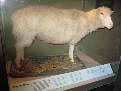 A szomorú sorsa Dolly bárány és más klónozott állatok - az élet Ukrajnában
