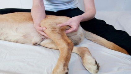 Törés vagy elmozdulás egy kutya -, hogyan lehet megkülönböztetni ezeket a sérüléseket, kutyák és kölykök