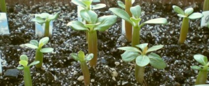 Adenium transzplantációs otthon (Adenium) Adenium transzplantációs otthon