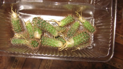 Átültetést egy kaktusz fontos szabályt a sikeres transzplantáció otthon