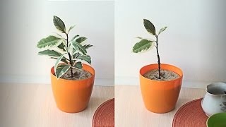 Tarka ficus otthoni gondozást, fénykép (ficus fa Stam) Tarka ficus otthoni gondozást, fotók