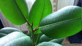Tarka ficus otthoni gondozást, fénykép (ficus fa spirál Stam) Tarka ficus otthoni gondozást, fotók