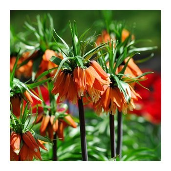 Miért nem virágzik Fritillaria (kivirult ebben az évben) Miért nem virágzik Fritillaria