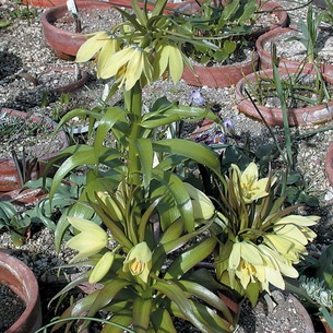 Miért nem virágzik Fritillaria imperialis