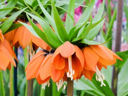 Miért nem virágzik birodalmi fritillary (Fritillaria) Miért nem virágzik Fritillaria imperialis