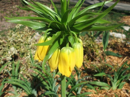 Miért nem virágzik birodalmi fritillary (Fritillaria) Miért nem virágzik Fritillaria imperialis