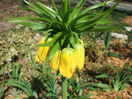 Miért nem virágzik Fritillaria imperialis