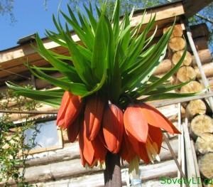 Miért nem virágzik Fritillaria imperialis, sovetyli