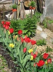 Miért nem virágzik Fritillaria imperialis, sovetyli