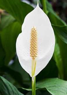 Miért ne virágok Spathiphyllum esetleges nehézségek egyre Spathiphyllum mosókonyha