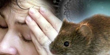 Miért kapok egy patkány okai és megelőzése megjelenése rágcsálók