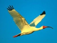 Miért madarak repülnek északi (déli), hogy miért madarak repülnek délre az északi miért madarak repülnek délre vagy északra