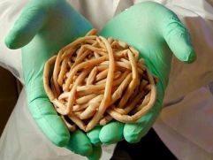 Miért férfi elszaporodnak a férgek (worms) Miért emberi férgek ellepték