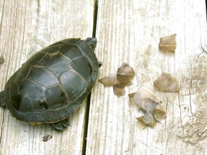 Miért a teknős shell leválik