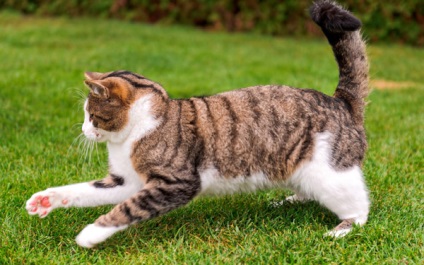 Чому у кота облозі хвіст чому у кішки лисіє хвіст чому у кота кішки облазить хвіст