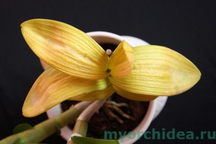 Miért levelek sárgulnak orchidea -, hogy mit és hogyan kell menteni növény
