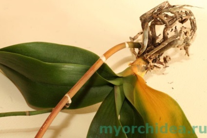 Miért levelek sárgulnak orchidea -, hogy mit és hogyan kell menteni növény