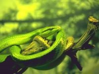 Miért a kígyó - a fűben, ahol a kifejezés ment vipera (kígyó) Miért a kígyó - a fűben, ahol a kifejezés ment vipera
