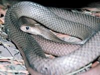 Miért a kígyó - a fűben, ahol a kifejezés ment vipera (kígyó) Miért a kígyó - a fűben, ahol a kifejezés ment vipera