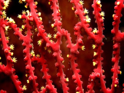 Hasznos és mágikus tulajdonságait vörös és rózsaszín korall