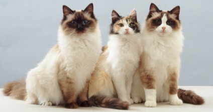 Ragdoll macska fajta - egy leírást a jellegét, jellemzőit (macska) Ragdoll macska fajta - egy leírást a jellegét, jellemzőit