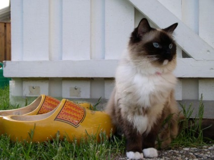Ragdoll macska fajta - egy leírást a jellegét, jellemzőit (fajta) Ragdoll macska fajta - egy leírást a jellegét, jellemzőit