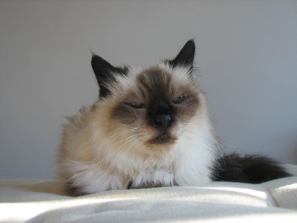 Ragdoll macska fajta - egy leírást a jellegét, jellemzőit (karakter) Ragdoll macska fajta - egy leírást a jellegét, jellemzőit