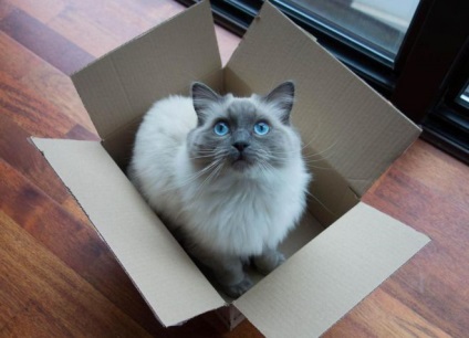 Ragdoll macska fajta - egy leírást a jellegét, jellemzőit (karakter) Ragdoll macska fajta - egy leírást a jellegét, jellemzőit