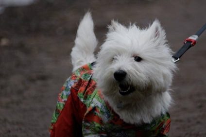 fajta kutya a reklám takarmány „Caesar” - a név, fotó, leírás, „hogy mancs”