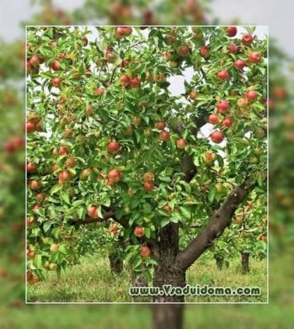 Ültetés törpe almafák - az érvek és ellenérvek, a helyszínen a kertben, ház és a szobanövények