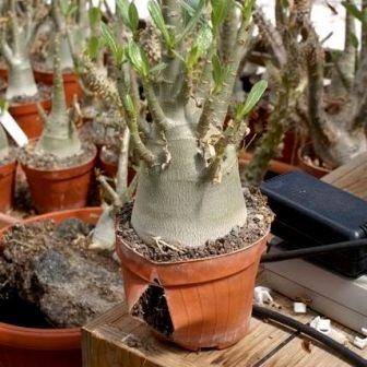 Szabályok transzplantáció - Adenium haza vetőmag üzem (magvak mail) Szabályok transzplantáció - Adenium haza vetőmag növény