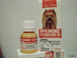 Prazitsid (szuszpenzió) és macskák cicák, kutyák és kölykök, véleménye a gyógyszerek használatát állatoknál